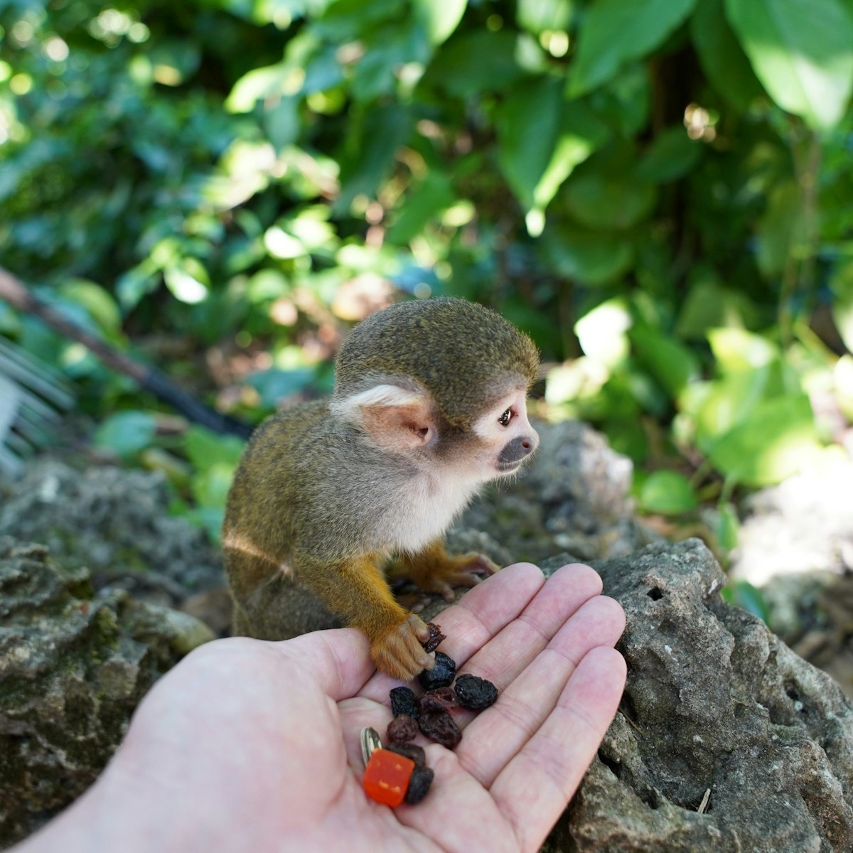 Monkey jungle at Miami dade county
zoo in miami with monkey